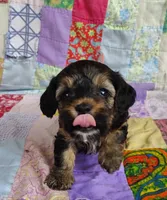 Cici, a female Yorkipoo for sale in Stoutland, MO – 2 of 9