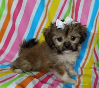 Layla, a female Havanese and Shih Tzu for sale in Stoutland, MO – 2 of 3