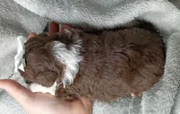 Belle, a female Poodle - Miniature  and Miniature Aussiedoodle for sale in Stoutland, MO – 6 of 7