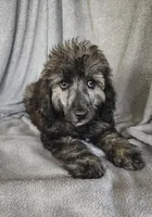 Simon, a male Poodle - Standard  for sale in Stoutland, MO – 10 of 10