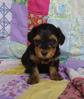Daniel, a male Yorkipoo for sale in Stoutland, MO – 2 of 10