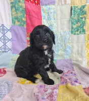 Amanda , a female Cavapoo and Poodle - Miniature  for sale in Stoutland, MO – 4 of 8