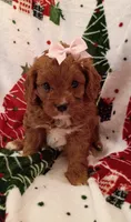 Layla, a female Cavapoo for sale in Stoutland, MO – 5 of 6
