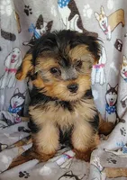 Nick, a male Maltipoo and Yorkshire Terrier for sale in Stoutland, MO – 3 of 7
