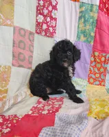 Allie, a female Cavapoo and Poodle - Miniature  for sale in Stoutland, MO – 4 of 5