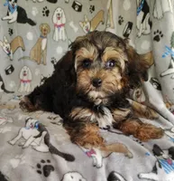 Michael, a male Yorkipoo for sale in Stoutland, MO – 5 of 7