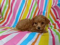 Robby, a male Cavapoo for sale in Stoutland, MO – 3 of 4
