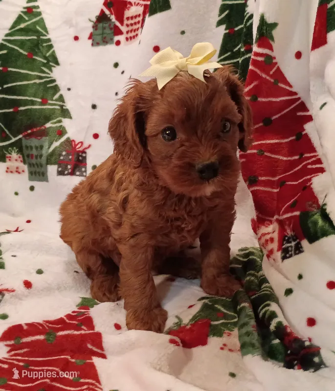 Laura – Cavapoo puppy for sale in Stoutland, MO