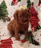 Laura, a female Cavapoo for sale in Stoutland, MO – 1 of 8