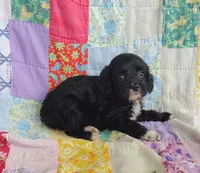 Allen, a male Cavapoo and Poodle - Miniature  for sale in Stoutland, MO – 6 of 6