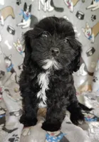Amanda , a female Cavapoo and Poodle - Miniature  for sale in Stoutland, MO – 8 of 8