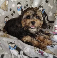 Cici, a female Yorkipoo for sale in Stoutland, MO – 2 of 7