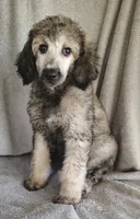 Sammy, a male Poodle - Standard  for sale in Stoutland, MO – 3 of 8
