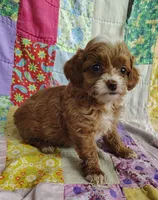 Alexa, a female Cavapoo and Poodle - Miniature  for sale in Stoutland, MO – 3 of 8