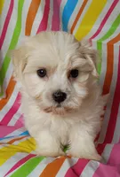 Hillary, a female Havanese for sale in Stoutland, MO – 2 of 5