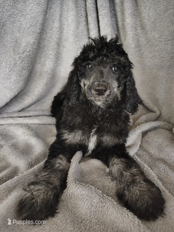 Sarah – Poodle - Standard  puppy for sale in Stoutland, MO
