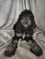 Sarah, a female Poodle - Standard  for sale in Stoutland, MO – 1 of 7
