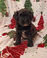 Henry , a male Havapoo for sale in Stoutland, MO – 8 of 8