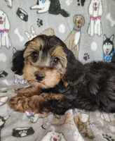 Daniel, a male Yorkipoo for sale in Stoutland, MO – 9 of 9