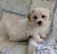 Cody, a male Havanese for sale in Stoutland, MO – 4 of 7