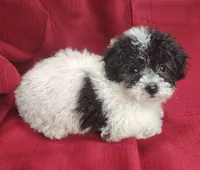 Brittany , a female Bichpoo for sale in Stoutland, MO – Photo 5 of 8