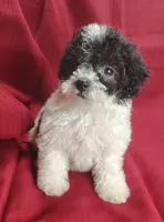 Brittany , a female Bichpoo for sale in Stoutland, MO – Photo 1 of 8