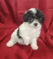 Brittany , a female Bichpoo for sale in Stoutland, MO – Photo 7 of 8