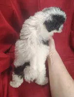 Brittany , a female Bichpoo for sale in Stoutland, MO – Photo 8 of 8