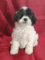 Brittany , a female Bichpoo for sale in Stoutland, MO – Photo 6 of 8