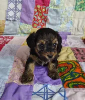 Cici, a female Yorkipoo for sale in Stoutland, MO – 8 of 9