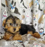 Nick, a male Maltipoo and Yorkshire Terrier for sale in Stoutland, MO – 6 of 7