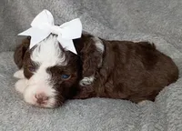 Belle, a female Poodle - Miniature  and Miniature Aussiedoodle for sale in Stoutland, MO – 7 of 7