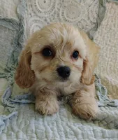 Terrance , a male Cavachon for sale in Stoutland, MO – 2 of 4