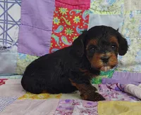 Samuel , a male Yorkipoo for sale in Stoutland, MO – 1 of 10