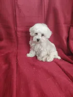 Hailey, a female Havanese for sale in Stoutland, MO – Photo 4 of 5