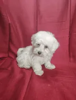 Hailey, a female Havanese for sale in Stoutland, MO – Photo 2 of 5