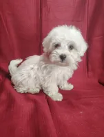 Hailey, a female Havanese for sale in Stoutland, MO – Photo 1 of 5
