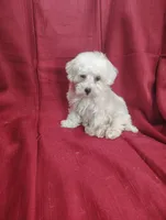 Hailey, a female Havanese for sale in Stoutland, MO – Photo 5 of 5