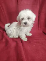 Hailey, a female Havanese for sale in Stoutland, MO – Photo 3 of 5