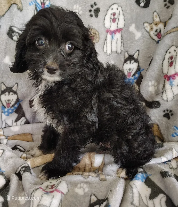 Allen – Cavapoo, Poodle - Miniature  puppy for sale in Stoutland, MO
