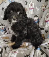 Allen, a male Cavapoo and Poodle - Miniature  for sale in Stoutland, MO – 1 of 7