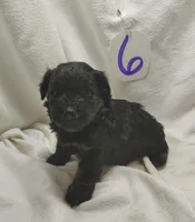 Reggie, a male Miniature Aussiedoodle for sale in Stoutland, MO – Photo 2 of 4