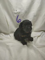 Reggie, a male Miniature Aussiedoodle for sale in Stoutland, MO – Photo 3 of 4