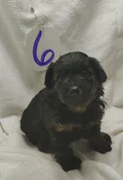 Reggie, a male Miniature Aussiedoodle for sale in Stoutland, MO – Photo 1 of 4