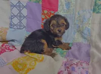 Nathaniel , a male Yorkipoo for sale in Stoutland, MO – 3 of 8