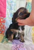 Michael , a male Yorkipoo for sale in Stoutland, MO – 5 of 10