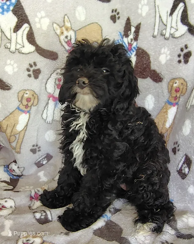 Allie – Cavapoo, Poodle - Miniature  puppy for sale in Stoutland, MO