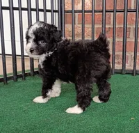 Lady, a female Poodle - Miniature  and Miniature Aussiedoodle for sale in Stoutland, MO – 8 of 8
