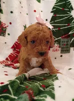 Tally, a female Cavapoo for sale in Stoutland, MO – 3 of 7