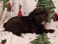 Henry , a male Havapoo for sale in Stoutland, MO – 2 of 8